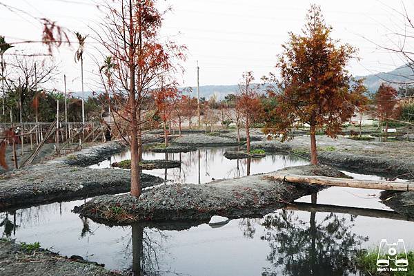 泰安派出所落雨松水倒景獨景.jpg