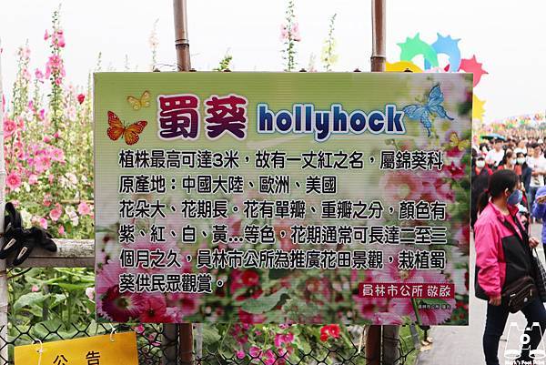 員林大明里蜀葵花海hollyhock.jpg