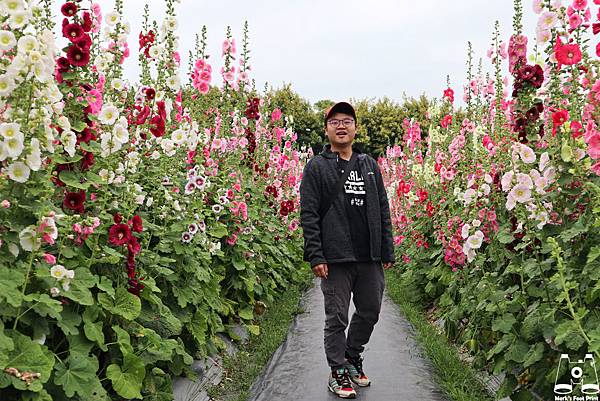 員林大明里蜀葵花海與馬克.jpg