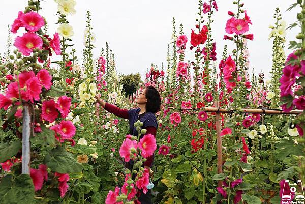 員林大明里蜀葵花海與馬克媽2.jpg