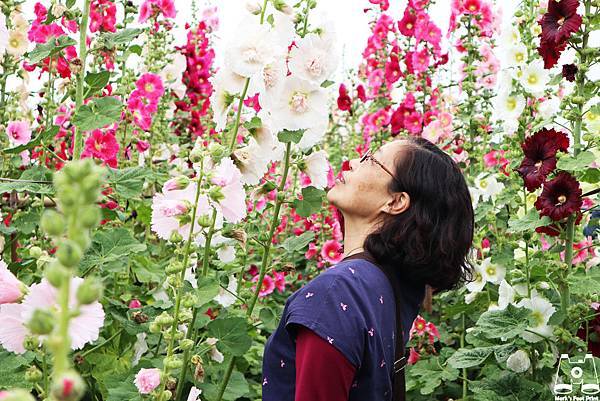 員林大明里蜀葵花海與馬克媽3.jpg