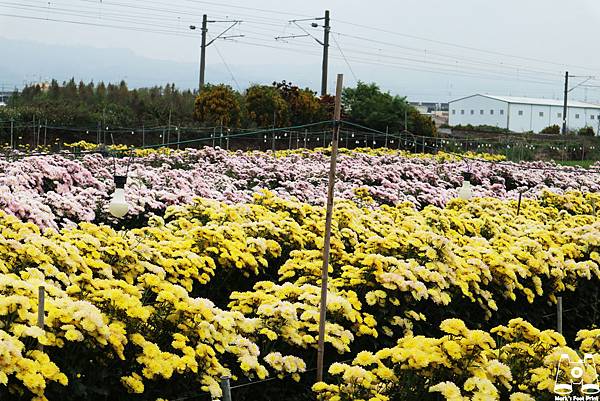 社頭雙義路黃粉色花田.jpg