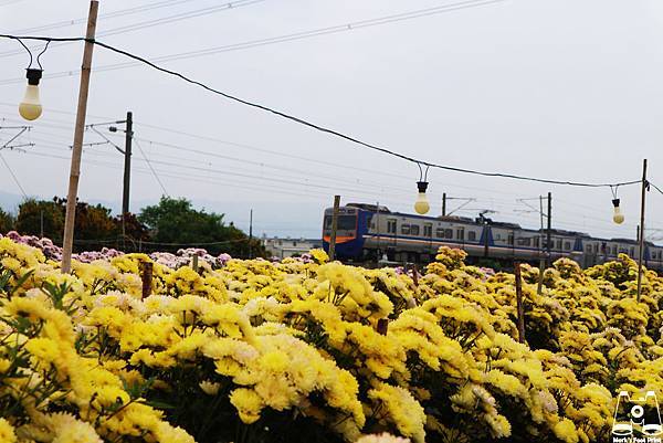 社頭雙義路黃粉色花田和區間號列車2.jpg