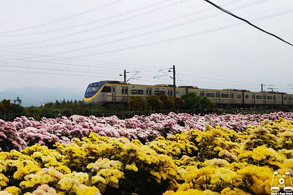 【彰化社頭景點】雙義路花田列車/黃色及粉色菊花田/季節限定/田埂中的花叢/該如何到社頭菊花田