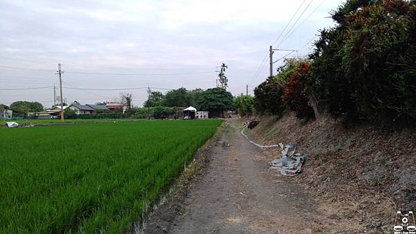 社頭雙義路平交道旁小路秘境旁菊花田.jpg