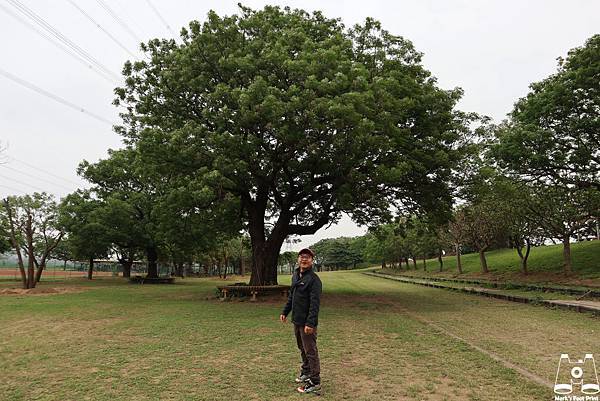 大肚溪棒壘球場大樹與馬克.jpg