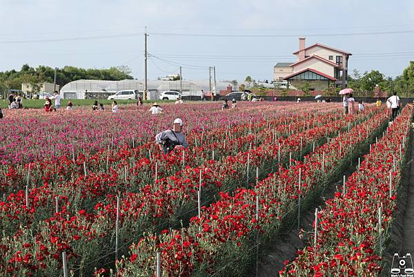 田尾康乃馨花田母親節限定1.jpg