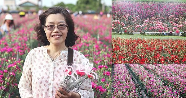 彰化田尾景點|田尾康乃馨花田|母親節必訪景點